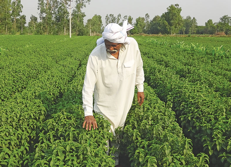 Natural Flavours in Pharma Manufacturing: Making Medicines More Palatable