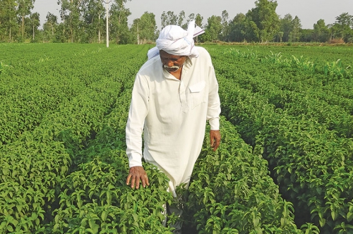 Natural Flavours in Pharma Manufacturing: Making Medicines More Palatable