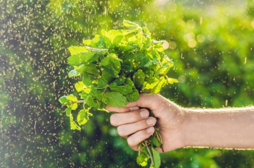 Family of Mentha: Types, Uses, Benefits & Facts | Ultimate Guide