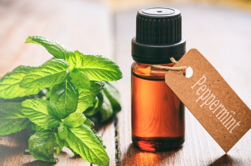 Mentha Piperita: Peppermint Health Benefits and Uses