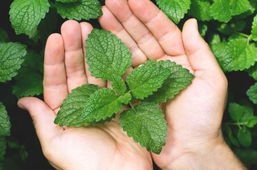 Uses of Natural Menthol in B2B Products: Applications Across Industries