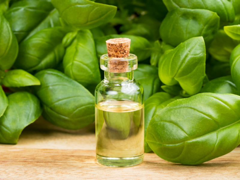 Basil Oil