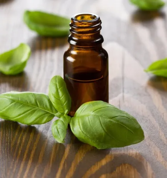 Basil Oil Holy
