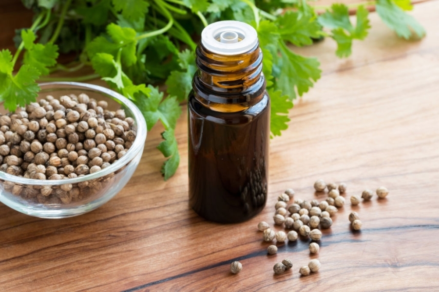 Coriander Oil